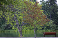 bowness park