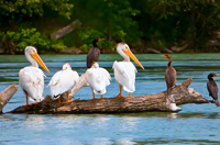 inglewood bird sanctuary